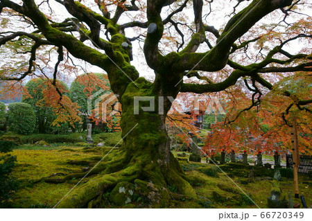 1328　秩父観音霊場8番札所　西善寺 66720349