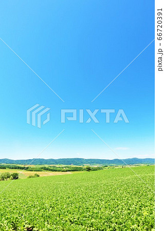 北海道 夏の青空と美瑛の大地 北海道 夏の青空と美瑛の大地 66720391