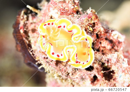 アカテンイロウミウシ その⑤ アカテンイロウミウシ その⑤ 66720547