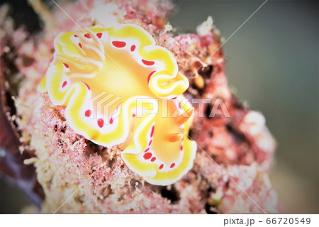 アカテンイロウミウシ その⑦ アカテンイロウミウシ その⑦ 66720549