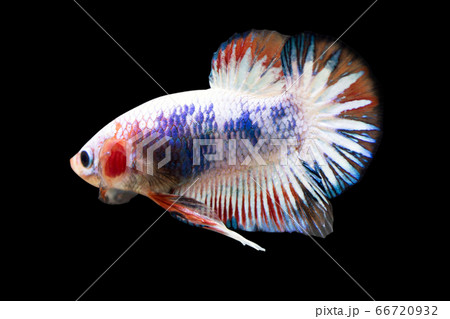 Betta Fancy HMPK Male or Plakat Fighting Fish Splendens on Black Background. Betta Fancy HMPK Male or Plakat Fighting Fish Splendens on Black Background. 66720932
