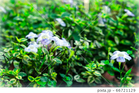 White tulip hydrangea flower, petunia lily gerbera Daisy Daffodil family in full sun in bloom.  66721129
