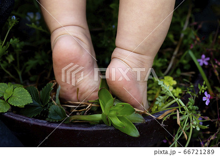 植木鉢に乗って背伸びする赤ちゃんの裸足と足の裏と緑の植物 66721289
