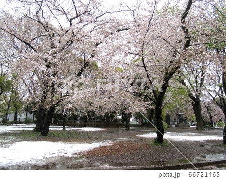 満開の桜と雪 66721465