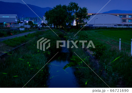 滋賀県高島市のホタル乱舞 66721690