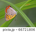 ちょう 66721806