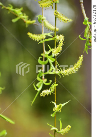 柳の花の写真素材