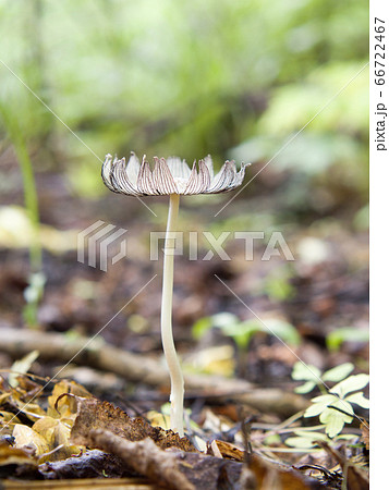 Hare'sfoot Inkcap Fungi, Coprinopsis Lagopus Hare'sfoot Inkcap Fungi, Coprinopsis Lagopus 66722467