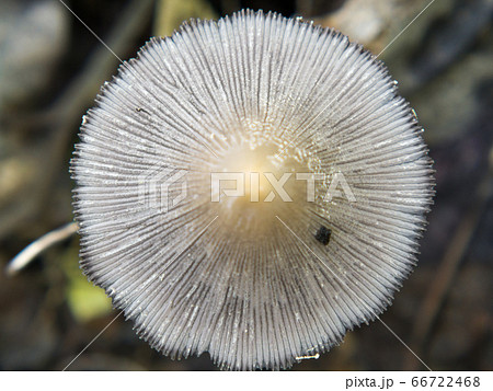 Hare'sfoot Inkcap Fungi, Coprinopsis Lagopus Hare'sfoot Inkcap Fungi, Coprinopsis Lagopus 66722468