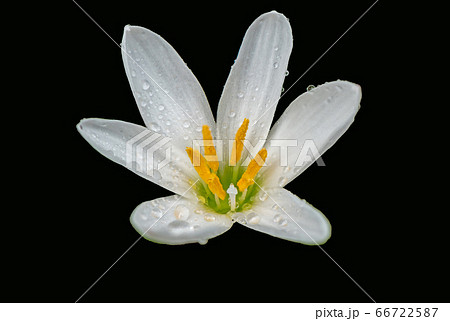 white rain lily in black background white rain lily in black background 66722587