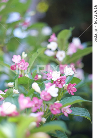 ニシキウツギ 66722616