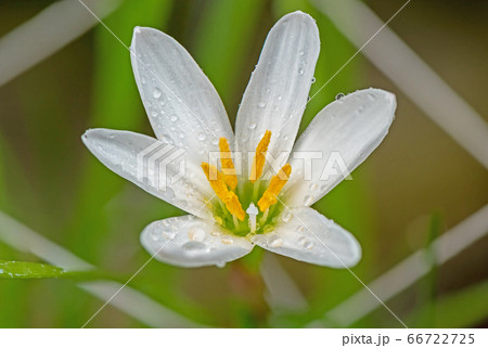 white rain lily in nature background white rain lily in nature background 66722725