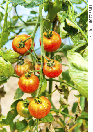 フルティカトマト 66722861