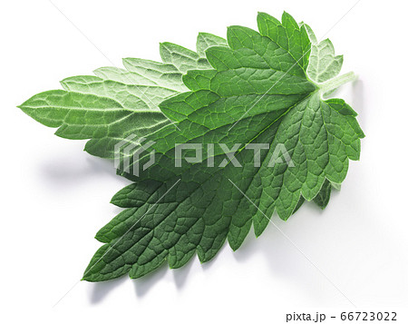 Catnip leaves (Nepeta cataria) isolated w clipping Catnip leaves (Nepeta cataria) isolated w clipping 66723022