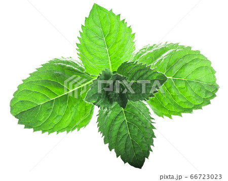 Peppermint leaves (Mentha piperita foliage) 66723023