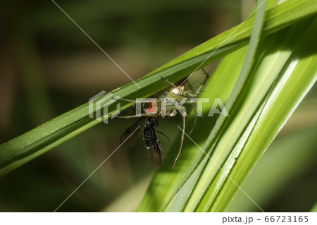 ササグモ 66723165