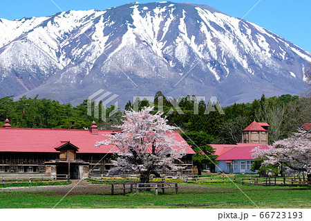 春の小岩井農場　岩手山　桜　菜の花　残雪 66723193
