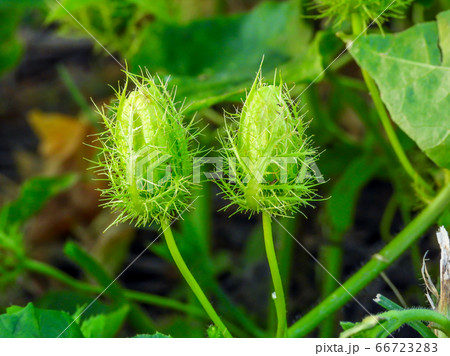 The fruit of Fetid passionflower, Scarletfruit passionflower 66723283