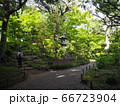 旧古河庭園　バラ園 66723904