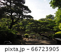 旧古河庭園　バラ園 66723905