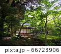 旧古河庭園　バラ園 66723906