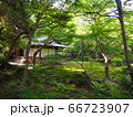 旧古河庭園　バラ園 66723907