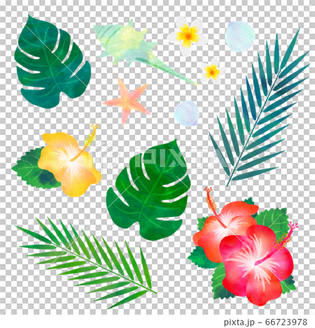 トロピカル　素材セット 66723978