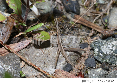 ショウリョウバッタ幼虫 ショウリョウバッタ幼虫 66724032