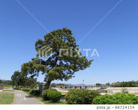 松並木が映える武庫川河川敷公園 66724154