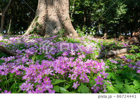 樹の下のイモカタバミ(フシネハナカタバミ)群生 66724441