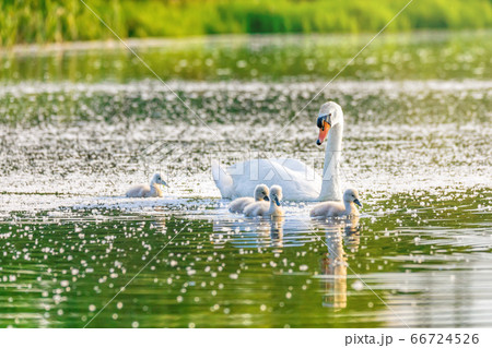 Wild bird mute swan in spring on pond 66724526