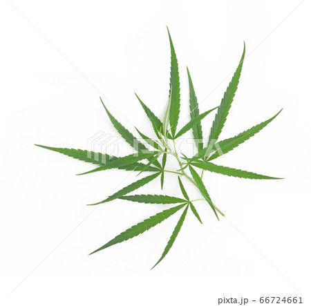 marijuana,marihuana or cannabis on white marijuana,marihuana or cannabis on white 66724661