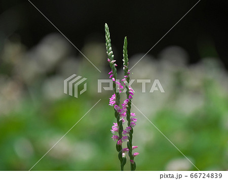 ピンクの小花がらせん状にたくさん咲くネジバナ 66724839