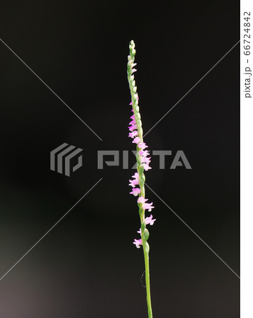ピンクの小花がらせん状にたくさん咲くネジバナ 66724842