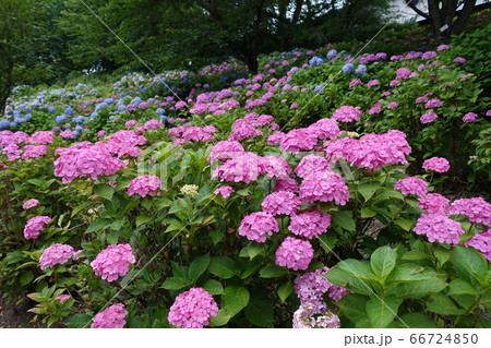 アジサイ　あじさい　紫陽花 66724850