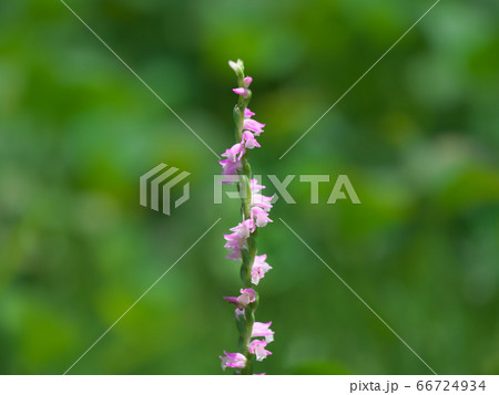 ピンクの小花がらせん状にたくさん咲くネジバナ 66724934