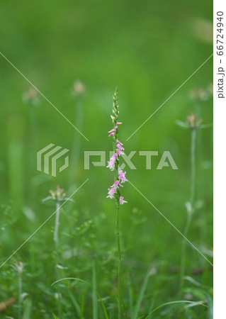 ピンクの小花がらせん状にたくさん咲くネジバナ 66724940