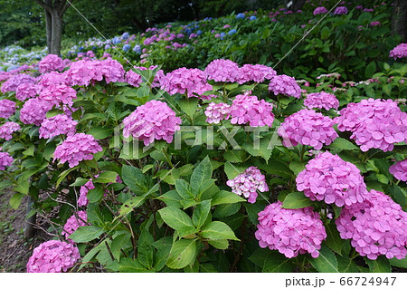 アジサイ あじさい 紫陽花 アジサイ あじさい 紫陽花 66724947