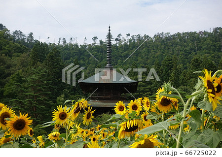ヒマワリと三重塔 安久津八幡神社 ヒマワリと三重塔 安久津八幡神社 66725022