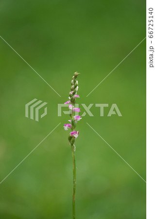 ピンクの小花が可愛い「ネジバナ」のアップ写真 ピンクの小花が可愛い「ネジバナ」のアップ写真 66725140