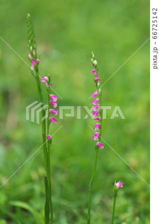 ピンクの小花がらせん状にたくさん咲くネジバナ 66725142