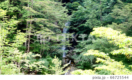 阿寺渓谷の渓流 66725544
