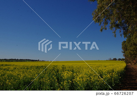 菜の花畑　オーストラリア　パース近郊 66726207