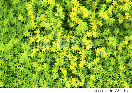 黄色い苔の花 コゴメマンネングサの開花の写真素材