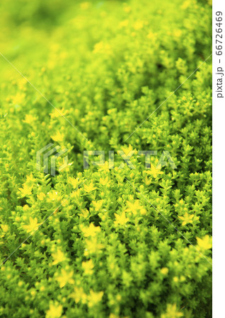 黄色い苔の花 コゴメマンネングサの開花の写真素材