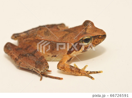 タゴガエル　白背景 66726591