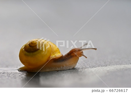 Beautiful macro shot of a snail with a shell Beautiful macro shot of a snail with a shell 66726617