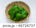 野菜　ピーマン 66726737