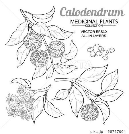 calodendrum vector set calodendrum vector set 66727004