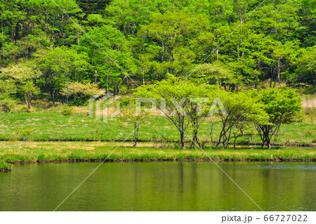 初夏の赤城山・覚満淵【群馬県】 初夏の赤城山・覚満淵【群馬県】 66727022